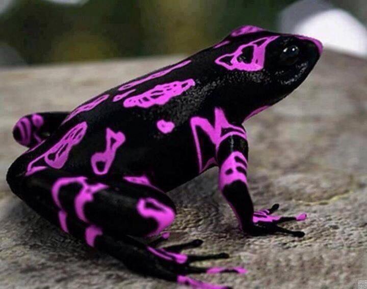 Fashion Frog - from Costa Rica